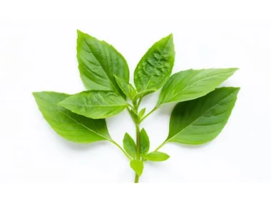 daun kemangi