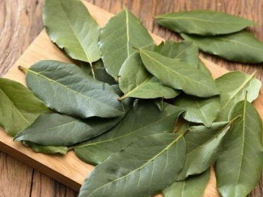 manfaat daun salam bagi kesehatan dari menjaga jantung hingga meningkatkan sistem imun