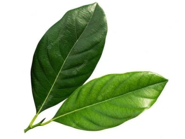 manfaat daun salam untuk kesehatan