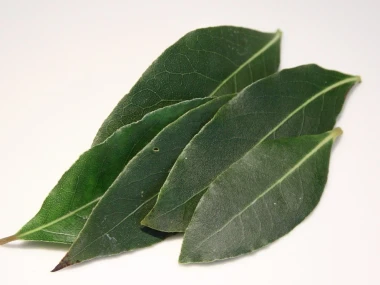 khasiat daun salam
