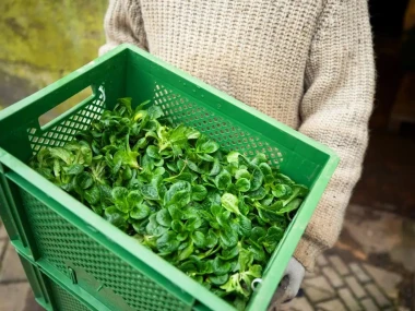 Ilustrasi makanan GMO free (unsplash.com/Markus Spiske)