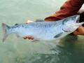 Salmon