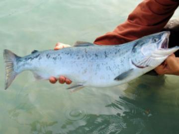 Salmon