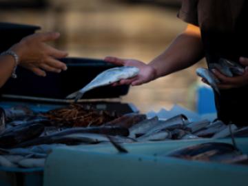 Ikan