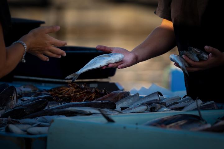 Ikan