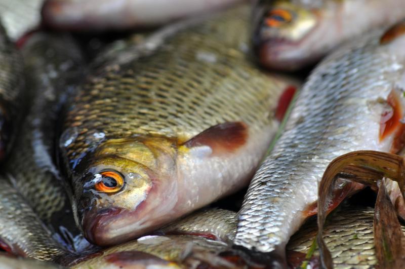 Ikan