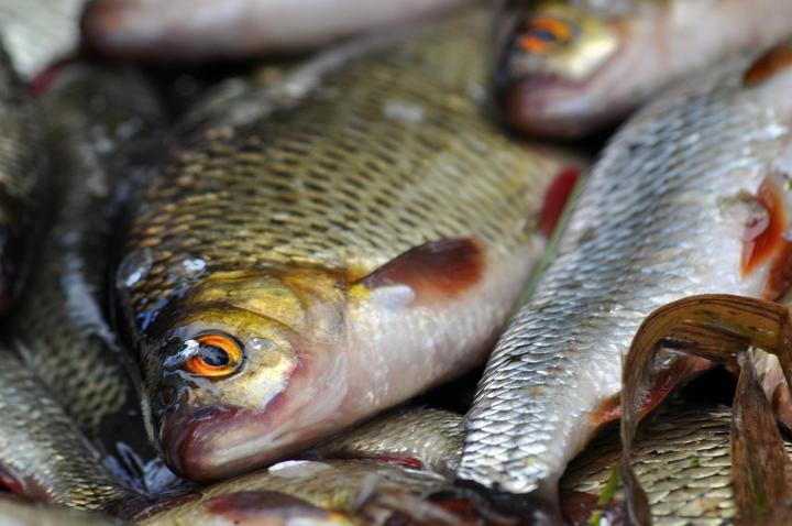 Ikan