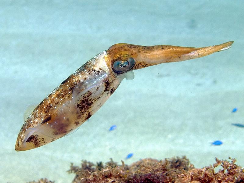 Sotong