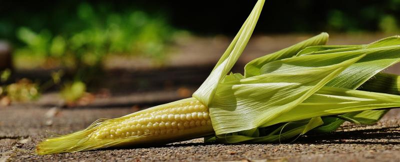 Jagung
