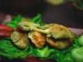 Cireng adalah makanan ringan khas Sunda yang terbuat dari tepung tapioka (aci dalam bahasa Sunda) yang digoreng.