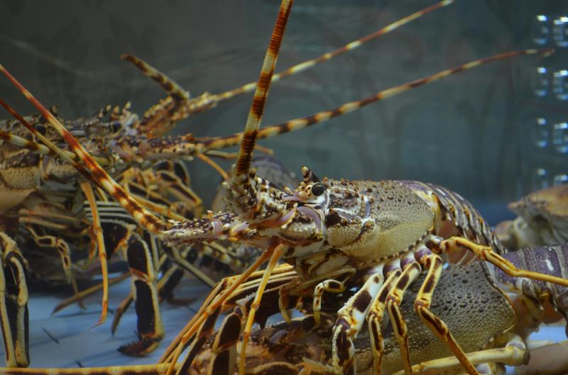 Lobster