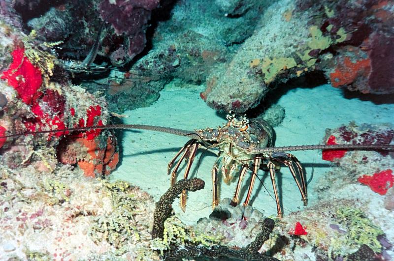 Lobster