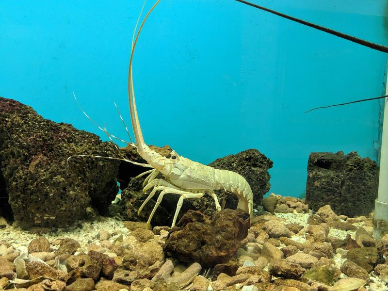 Lobster