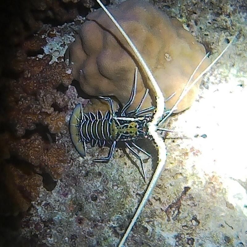 Lobster