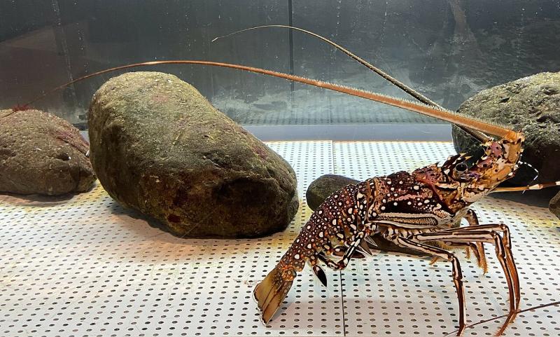 Lobster