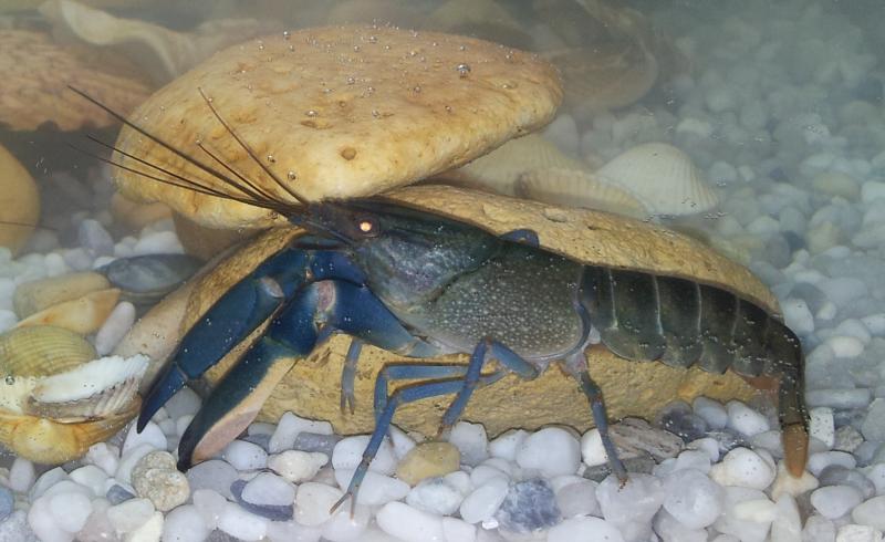 Lobster