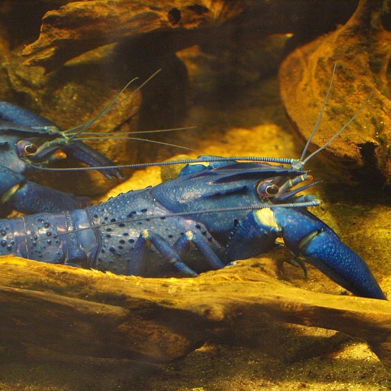 Lobster