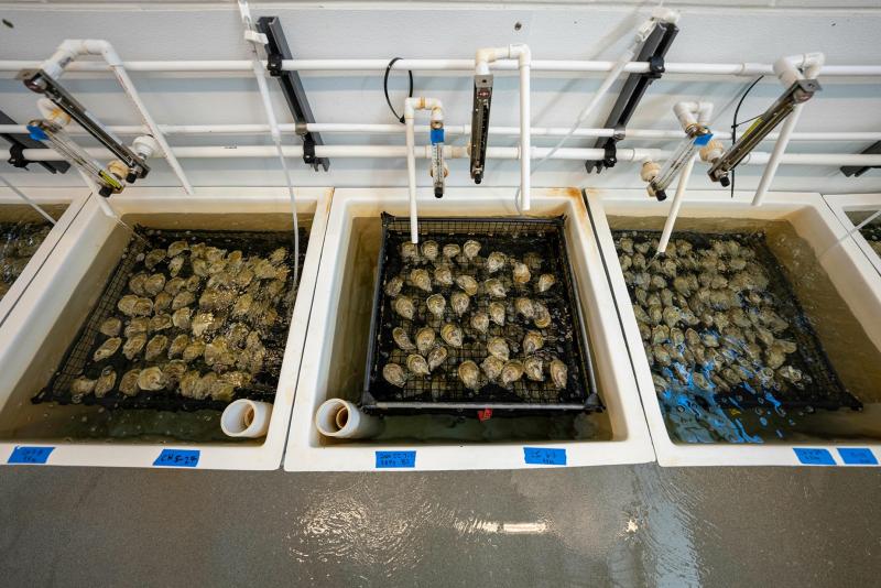Kerang