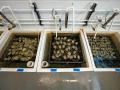 Kerang