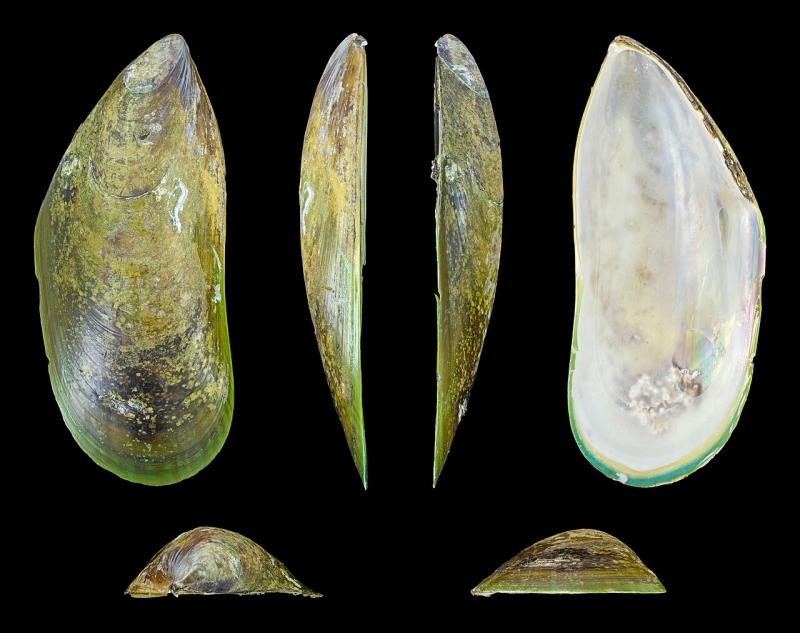 Kerang