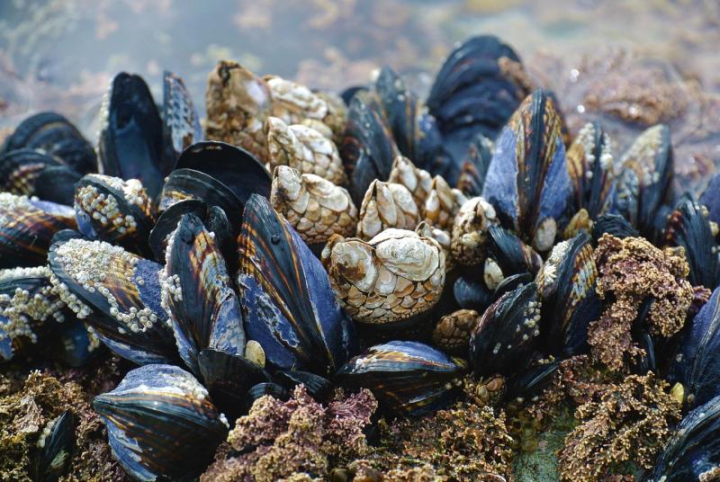Kerang