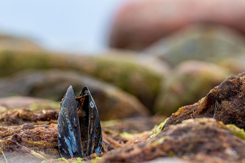 Kerang