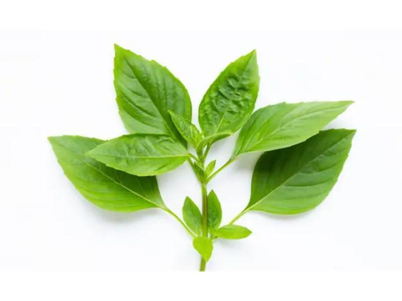 daun kemangi