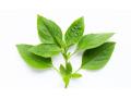 daun kemangi