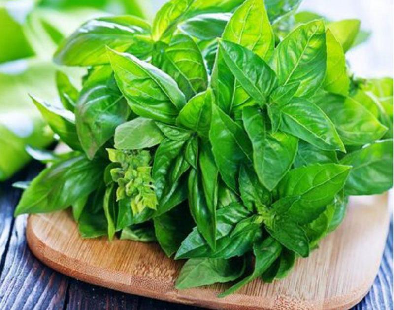daun kemangi