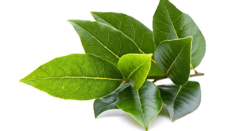 manfaat daun salam untuk kesehatan dan kelezatan kuliner