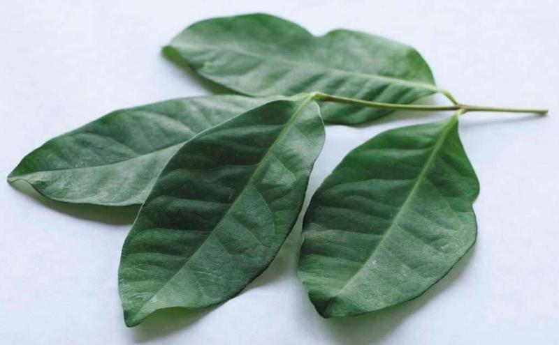 Daun Salam