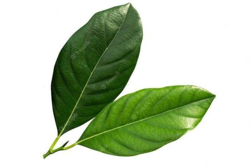 manfaat daun salam untuk kesehatan