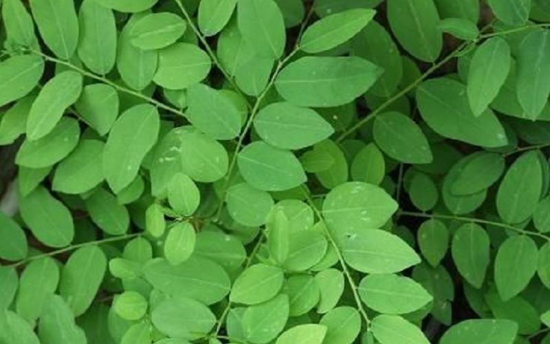 Daun Katuk