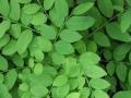 Daun Katuk