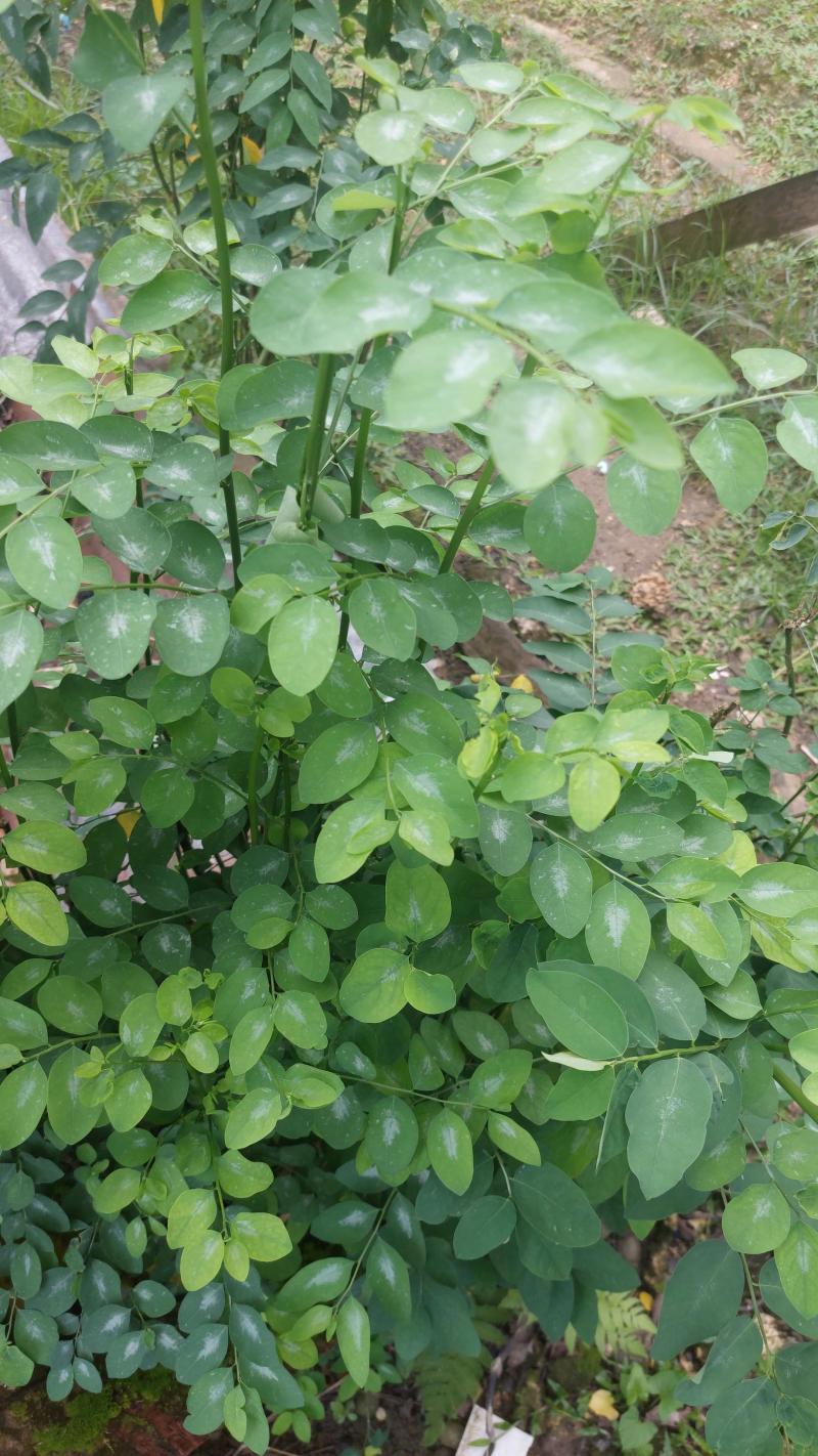 nutrisi daun katuk