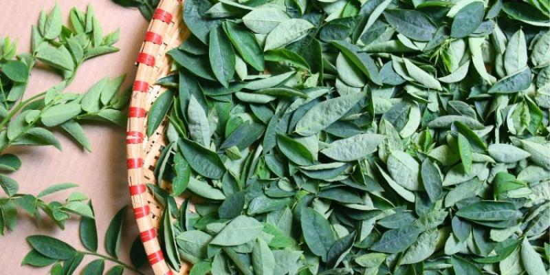   Manfaat Daun Katuk