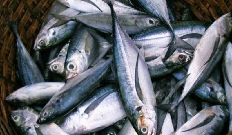 ikan tenggiri