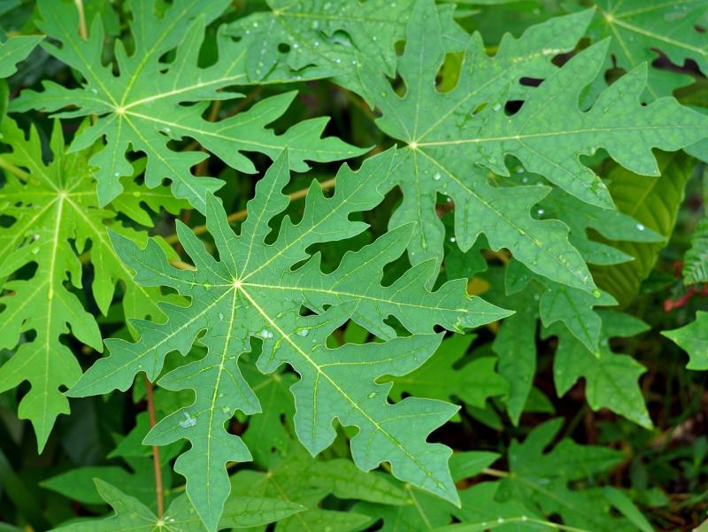 Daun pepaya.