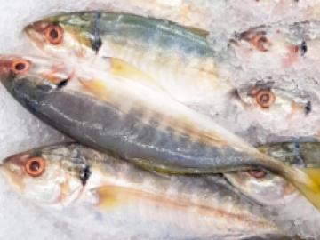 Ikan tenggiri kaya akan asam lemak omega 3 yang menyehatkan.