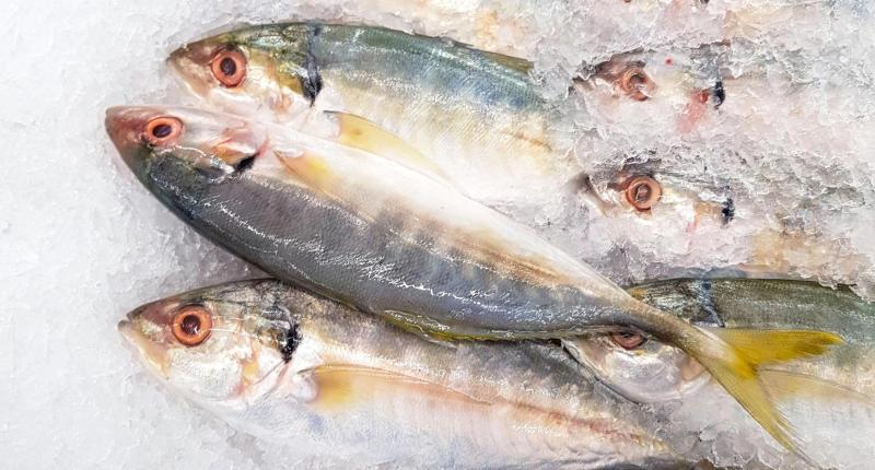 Ikan tenggiri kaya akan asam lemak omega 3 yang menyehatkan.