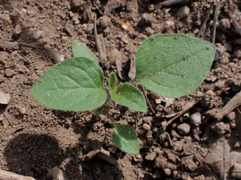 Daun leunca