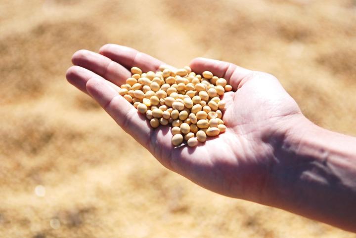 Kacang kedelai.
